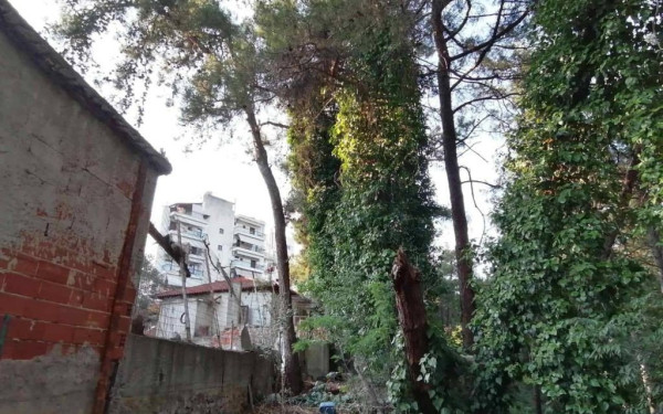 Κρυονέρι: Η λωρίδα γης που «ξεχάστηκε», το δάσος που μπήκε... στο σχέδιο πόλης και το αδιέξοδο του παραλόγου (φωτ.)