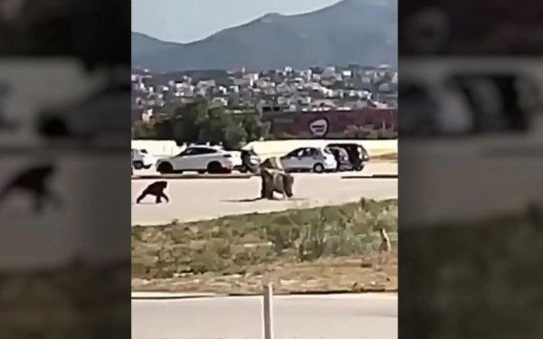 Αττικό Ζωολογικό Πάρκο: Τι λένε τα πορίσματα του ΥΠΕΝ μετά την θανάτωση του χιμπατζή (βίντεο)