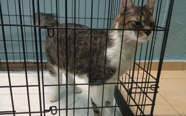 Κύπρος: Σκευάσματα κατά του κορονοϊού για τη θεραπεία της λοιμώδους περιτονίτιδας γατών 