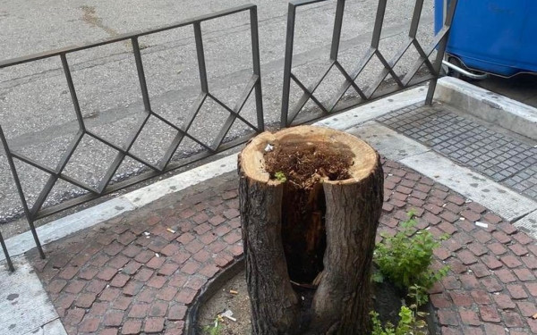 Θεσσαλονίκη: Αρχίζει η αντικατάσταση των άρρωστων και επικίνδυνων δέντρων της οδού Τσιμισκή