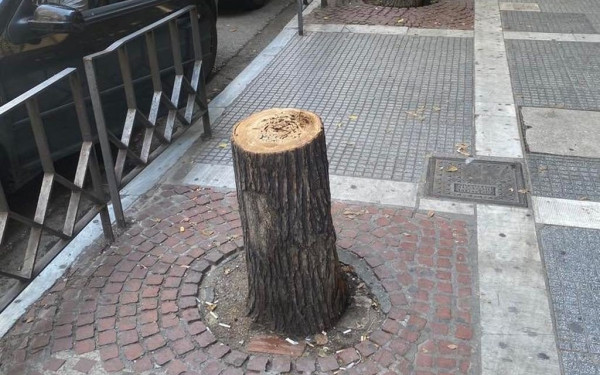 Θεσσαλονίκη: Αντικαθίστανται τα άρρωστα και επικίνδυνα δέντρα της οδού Τσιμισκή