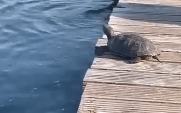 Η πρωϊνή βουτιά της χελώνας της Νέας Παραλίας στο Θερμαϊκό (βίντεο)