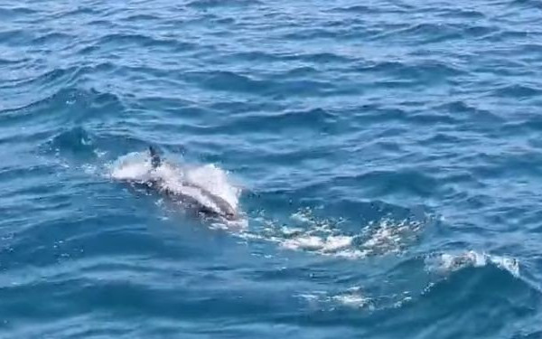 Όμορφες εικόνες στον Θερμαϊκό: Δελφίνια ακολουθούν το καραβάκι «Κωνσταντής» (βίντεο)