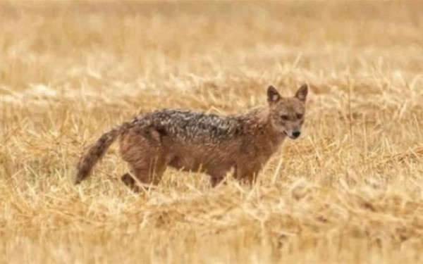 Βίντεο: Τσακάλι κάνει βόλτες ανάμεσα σε κοπάδι νεροβούβαλων στην Λίμνη Κερκίνη 