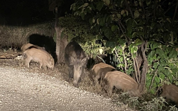 Ο «πόλεμος» του αγριογούρουνου στην ηπειρωτική Ελλάδα- Υπολογίζονται σε 600.000 σ' όλη τη χώρα
