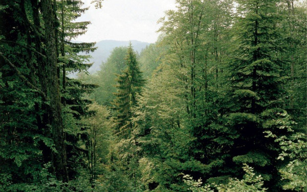 Παγκόσμια έκθεση επιβεβαιώνει: Δάση και χώροι πρασίνου μειώνουν τους κινδύνους για την υγεία