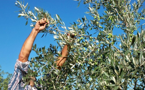 Ηλεία: Τους έπιασε επ'αυτοφόρω να μαζεύουν τις ελιές του από το χωράφι του