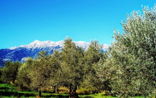 ΥΠΕΝ: Τι αλλάζει στον κανονισμό πυροπροστασίας - Μόνο κλαδέματα και καθαρισμός καύσιμης ύλης φέτος