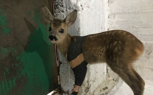 Τραυματισμένο ζαρκάδι έσωσε ο «Αρκτούρος»