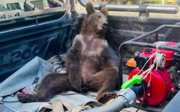 Αρκούδα μέθυσε από... μέλι στην Τουρκία - Τη διέσωσαν άνθρωποι μέσα από το δάσος (βίντεο)