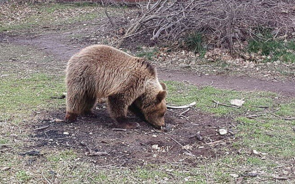 Καβάλα: Αρκούδα βόλταρε στο χωριό Λυκόστομο (βίντεο)