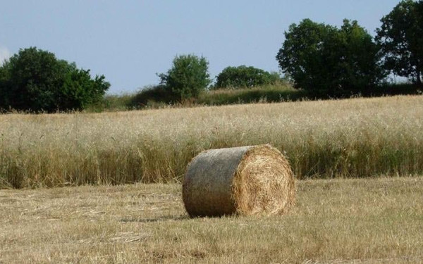 ΑΠΘ: Οι «Νέοι ορίζοντες» της κυβέρνησης «στενεύουν» τους ορίζοντες των φοιτητών της Γεωπονικής