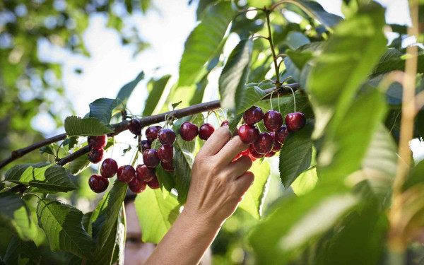 Τα κεράσια στα δέντρα, οι παραγωγοί σε απόγνωση