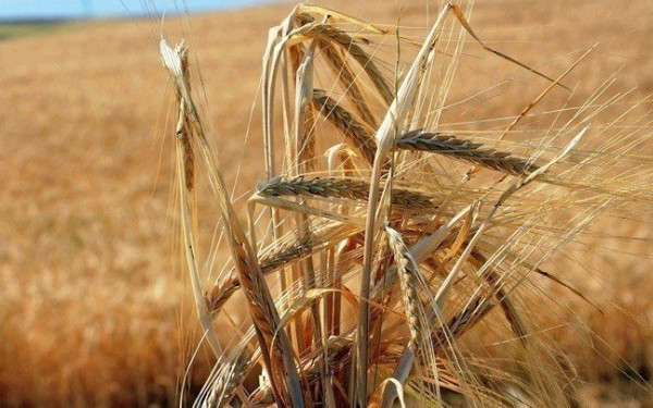  Η Ρωσία απειλεί ξανά να τερματίσει τη συμφωνία για την εξαγωγή ουκρανικών σιτηρών - Τι προτείνει ο ΟΗΕ