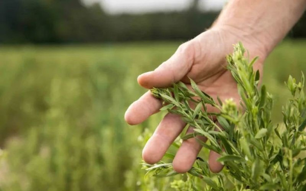 Η στέβια «διώχνει» τις καπνοκαλλιέργειες - Στη Ροδόπη ο πρώτος συνεταιρισμός παραγωγών στην Ελλάδα