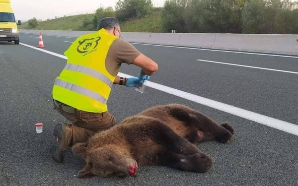 Ο αέναος «πόλεμος» ανθρώπου και αρκούδας στην ορεινή Ελλάδα (φωτ.)