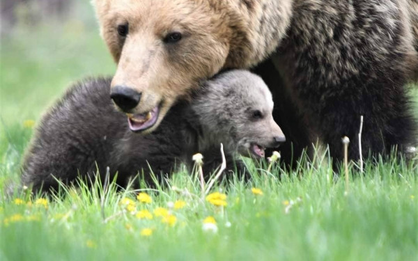 Επιστήμονες ανέλυσαν το DNA της καφέ αρκούδας σε Πίνδο, Σπέτσες και Ροδόπη