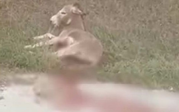 Στο Μικτό Ορκωτό Πρέβεζας η δίκη για τη βάναυση κακοποίηση του γαϊδάρου στο Γραμμένο