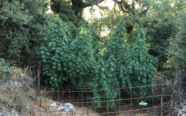 Συνελήφθησαν 2 μεσήλικες με 55 κιλά κάνναβης σε Φλώρινα και Έδεσσα