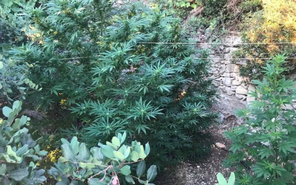 Φωκίδα: Εντοπίστηκε οργανωμένη φυτεία κάνναβης με 1.838 δενδρύλλια