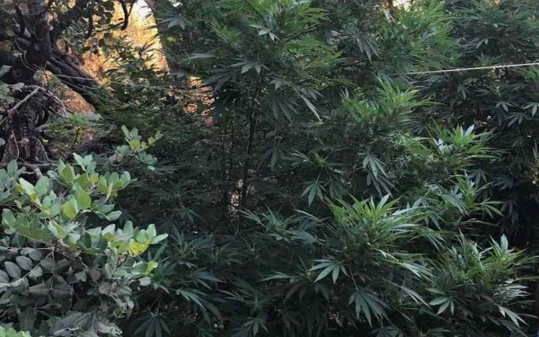 Φωκίδα: Εντοπίστηκε οργανωμένη φυτεία με 625 δενδρύλλια κάνναβης 