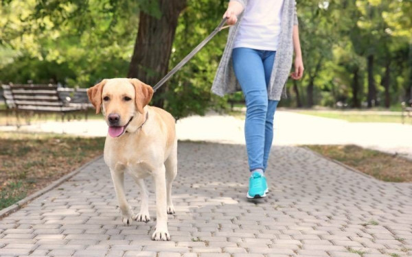 Θεσσαλονίκη: «Oh My Dog Thessaloniki» - Pet festival στη νέα Παραλία στις 18 & 19 Οκτωβρίου