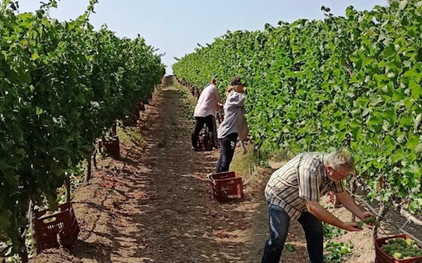 Ζέστη και ξηρασία έφεραν πιο νωρίς τον τρύγο