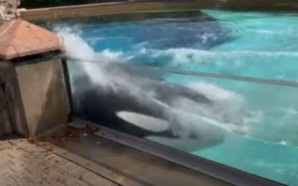 Σπαρακτικό βίντεο: Φάλαινα χτυπιέται στο τζάμι του ενυδρείου μετά από 12 χρόνια απομόνωσης (βίντεο)