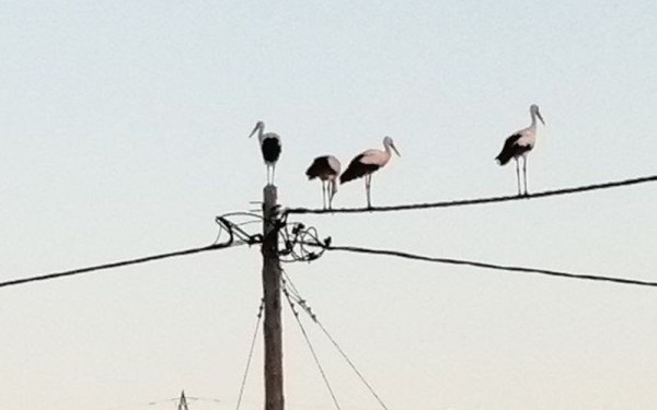 Τραϊανούπολη: Πελαργοί συγκεντρώνονται στις κολώνες και ετοιμάζονται για το αποδημητικό τους ταξίδι (βίντεο)