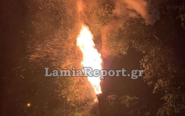 Απίστευτο περιστατικό στη Φωκίδα: Πιτσιρικάδες έπαιζαν με δυναμιτάκια και έκαψαν πλάτανο 180 ετών! (βίντεο, φωτ.)