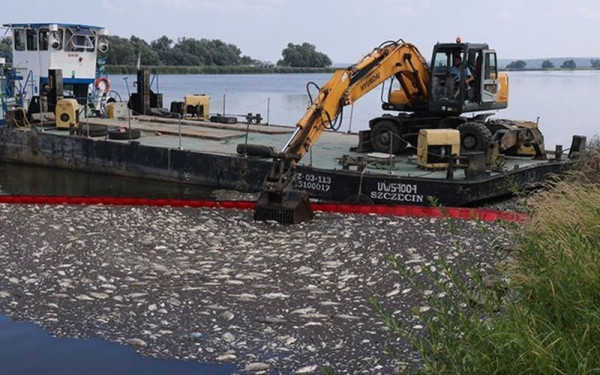 Έφτασαν τους 100 τόνους τα νεκρά ψάρια στον ποταμό Όντερ στην Πολωνία (φωτ.)