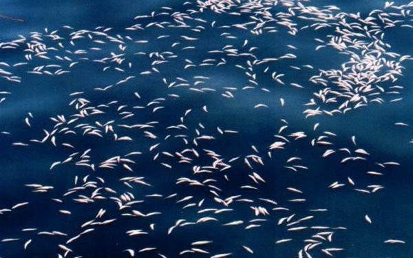 Γαλλία: Νεκρά από ασφυξία σε λίμνη οκτώ τόνοι ψάρια!