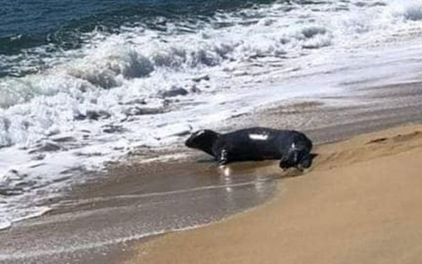 Φώκια ξεκουράζεται στο Κριαρίτσι!