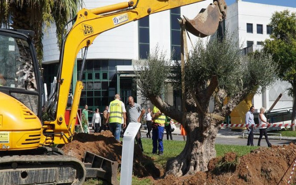 Η ΕΡΓΟΣΕ μεταφύτευσε υπεραιωνόβια ελιά στην «καρδιά» της ΔΕΘ 
