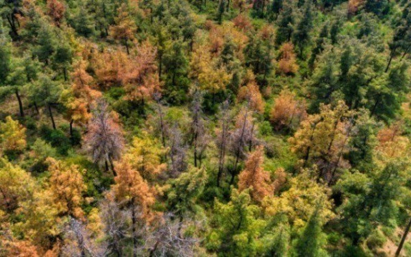 Γ. Αμυράς: Αναδάσωση με 42.500 πλατύφυλλα στο Σέιχ Σου