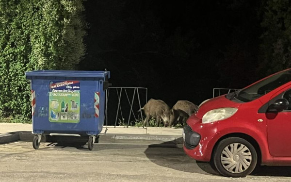 Ξανά αγριογούρουνα στη Θεσσαλονίκη - Έκοβαν βόλτες στα Πεύκα (Φωτ.)