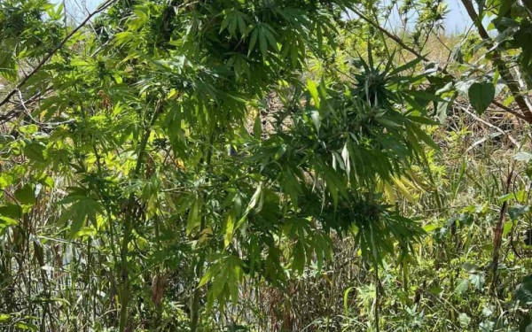 Φυτεία με 958 δενδρύλλια κάνναβης εντοπίστηκε σε δύσβατη περιοχή της Κοζάνης