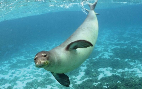 Η φώκια της Μεσογείου βρήκε το... σπίτι της στη Χαλκιδική!