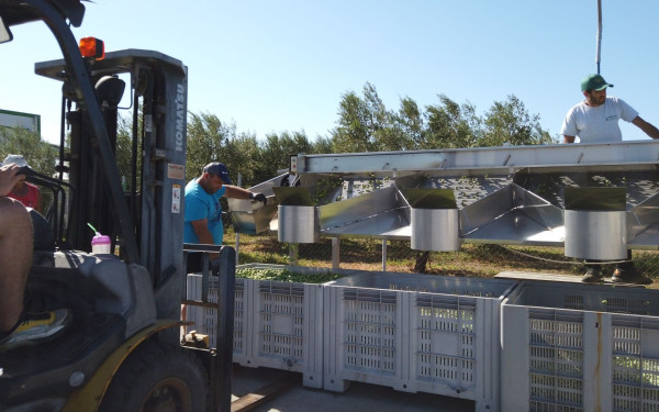 SOS εκπέμπουν οι ελαιοπαραγωγοί της Χαλκιδικής