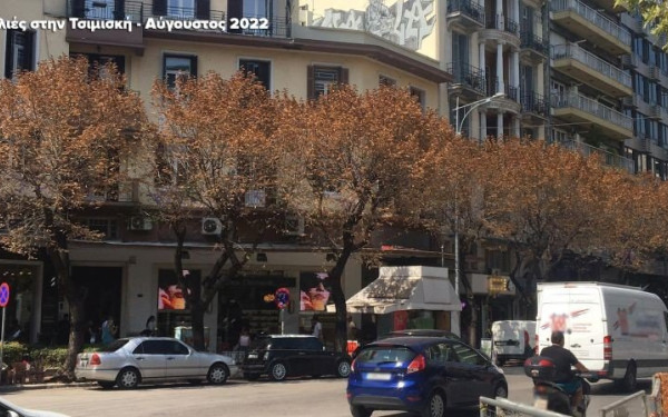 Ξεκινά σήμερα η απομάκρυνση των άρρωστων φτελιών από την οδό Τσιμισκή - Αντικαθίστανται με κελτίδες