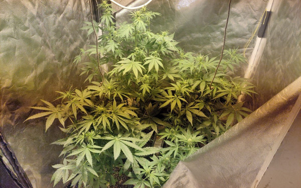 Στο νοσοκομείο μαθητής από τη Θεσσαλονίκη: Κατανάλωσε προϊόντα κάνναβης - Τρεις συλλήψεις και πειθαρχική έρευνα