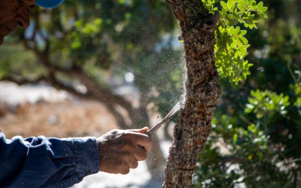 Οι μαστιχοπαραγωγοί της Χίου ξεκίνησαν έρευνα για την προστασία των μαστιχόδεντρων