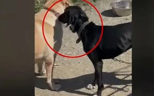 Κρήτη: Έκανε ηλεκτροσόκ σε σκύλο – Του επιβλήθηκε πρόστιμο 15.600 ευρώ