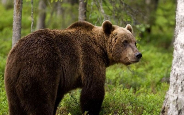 Κοζάνη: Πυκνώνουν οι εμφανίσεις αρκούδων στον δήμο Βοΐου (βίντεο)