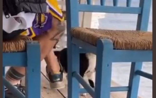 Εισαγγελική παρέμβαση για την αθώωση του 30χρονου που κλώτσησε γατάκι στην Αιδηψό