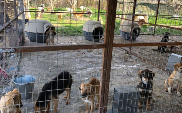 Από το δρόμο στο… σπίτι θα βρεθούν εκατοντάδες αδέσποτα ζώα - Πού θα γίνει το πρώτο διαδημοτικό καταφύγιο