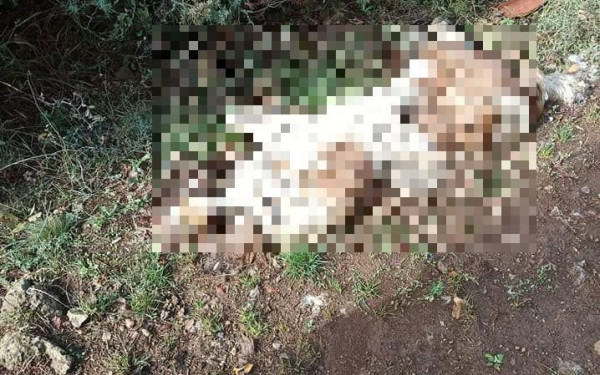 Καστοριά: Επικήρυξαν με 2.500 ευρώ τον άγνωστο που κακοποιεί και σκοτώνει σκυλιά (φωτ.)