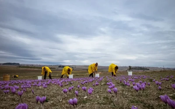 Η συγκομιδή του κρόκου Κοζάνης μέσα από τα «κλικ» του βραβευμένου φωτογράφου Δημήτρη Βαβλιάρα
