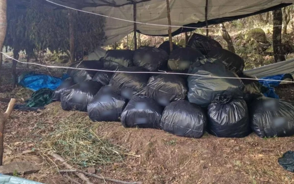 Χτύπημα σε μεγάλο καρτέλ ναρκωτικών - Εντοπίστηκε ένας τόνος κάνναβης