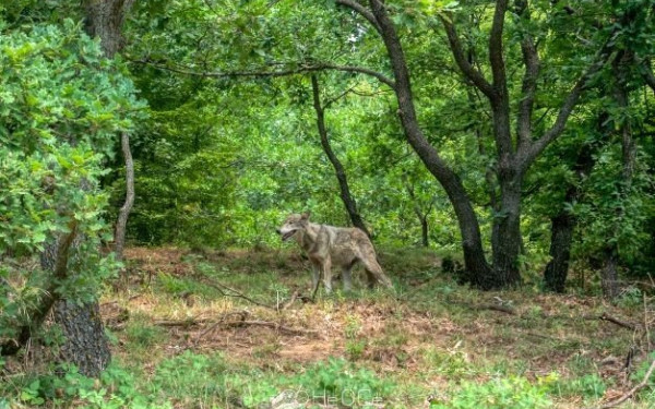 Κέντρο Προστασίας Λύκου & λύγκα από τον «Αρκτούρο» (φωτ.)